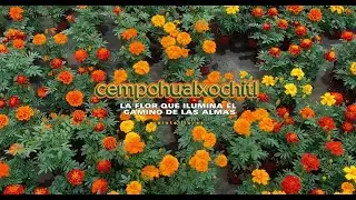 Cempasúchil, la flor que ilumina el camino de las almas