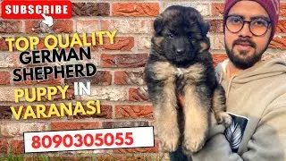 Top Quality GERMAN SHEPHERD Puppy In VARANASI !!