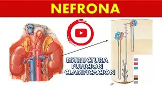 NEFRONA (ESTRUCTURA, FUNCI&Oacute;N, CLASIFICACI&Oacute;N)