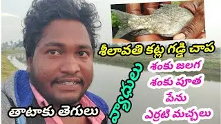 IMC fish diseases | Fish Farming Tips in Telugu | GK Babu Btech Fish Farmer
