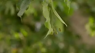 Tilia cordata -  Littleleaf Linden; Small leaved Lime