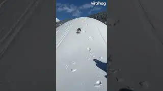 Snowwing dog!  #videobranding #videocontent #videoediting #videoeffects #videogoals #videogrowth