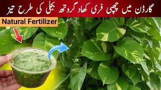 Money Plant Double Growth | Free Garden Fertilizer | indoor plants