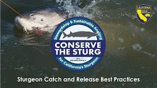 Sturgeon - Catch and Release Best Practices