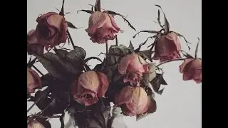 nicole dollanganger - dog teeth (legendado pt-br)