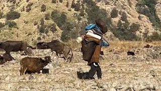 गोठ बेसि राम्जे फाट लगियो ।