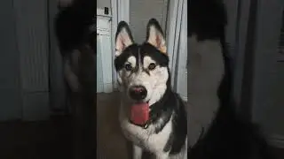 Can you beat my dog in a staring contest?