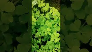 #khatti buti #heartleaf  #oxalis ☘️ #nature with plants #knowledge 👇#subscribe for more more videos.