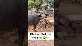 Please! Set me free 🐃😢🕊️ #buffalolove #animalvoice #reels #short #trending #viralshort