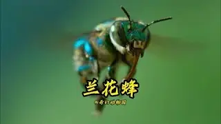 蘭花蜂：一代人有一代人的動物，一代女王傳承千秋 #动物世界 #动物解说 #科普 #纪录片 #搞笑