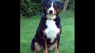 Dog Training Tricks &ndash; Stress Free Dog Training