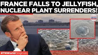 Swarm of Jellyfish Takes Over France's Largest Nuclear Power Plant  | Times Now World