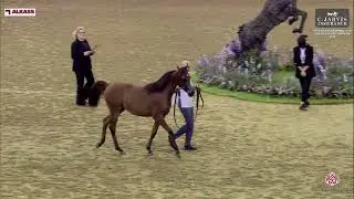 N 177 ESKANDER AL LAHEEF   12th Qatar National AHS for Individual Owners 2024   Yearling Colts   Sec