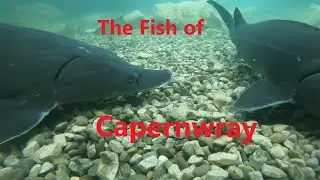 The fish of Capernwray