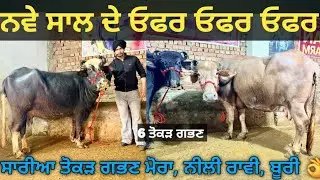 6 ਤੋਕੜ ਗਭਣ ਝੋਟੀਆ ਵੀਕਾਓ। Buffalo for sale/vadiya farm/1-1-26