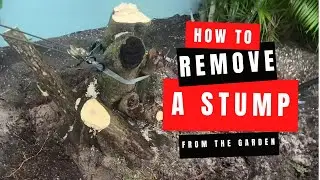 How to remove a tree 🌳 stump from the garden 🪴 manually with a come along