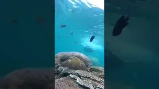 Snorkling pulau harapan
