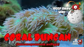 Reef Show Wiki: Coral Duncan