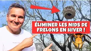 Frelon asiatique : faut-il &eacute;liminer les nids en hiver ? 