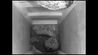 A pair of tawny owls check out the nest box