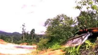 Red palm weevil　in Flight