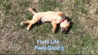 Fluffi Life Feels Good