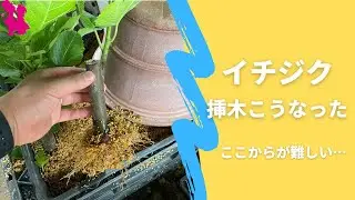 【イチジク】春の挿し木を鉢上げしたらこうなった