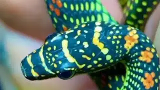 Never will be seen so beautiful Snake #Shorts
