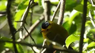 Wilson's Warbler (Cardellina pusilla) male singing