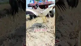A bird 🐦 trying to save her eggs in nest from tractor 🚜 #birds #tractor #trending #shorts #short