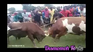 Vunulu kwane,,mba mushiele yakhutsa