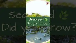 The Benefits of #Seaweed