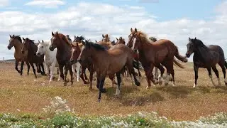 Horses -- A shining moment for a white horse.