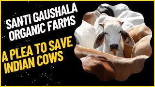 A Plea To Save Indian Cows | Santi Gaushala Organic Farms