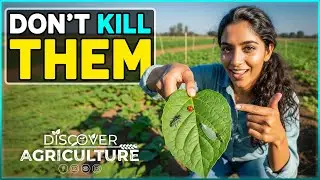 Top Beneficial Insects Every Farmer Should Know | Integrated Pest Management Methods