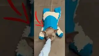 Frenchie dog used as a mop 😂 #shorts