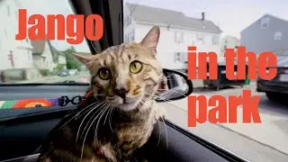 Bengal Cat Goes Out for a Walk