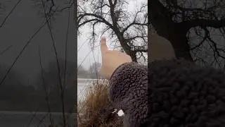 Возмущена #shorts #shortsfeed