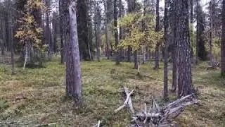 Suomenpystykorva Elementiss&auml;&auml;n