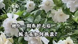 继上一期养护之后，栀子花如何换盆？/After the last period of maintenance, how to Change Gardenia Pot?