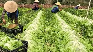 Thu hoạch XÀ LÁCH CORIA ngoài trời của nông dân Lâm Đồng.