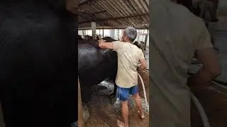 Buffalo Cleaning BY Worker in Indian Dairy Farm | Dairy Farming in India