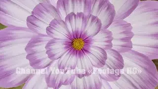 Космея 1, 2 (12) Transition ProShow Producer (Example / Sample)