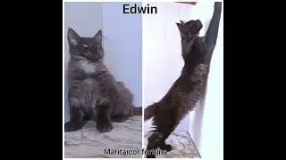 Maine Coon Edwin Maritaicor fortuna, 4m 20d