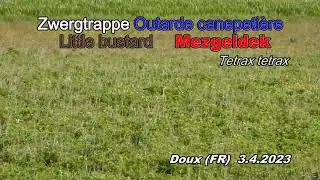 Zwergtrappe - Outarde canepeti&egrave;re - Little bustard- Mezgeldek (Tetrax tetrax)