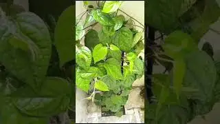 #terracegarden #gardening #maghai #paan