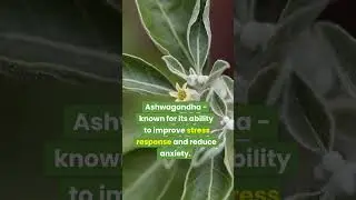 The Top 5 Adaptogenic Herbs