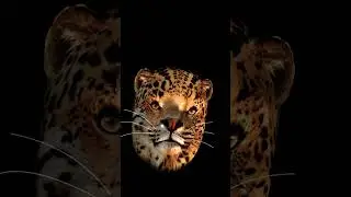 lipard ☠️☠️