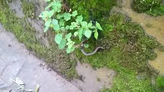 Army of ants take on large snake