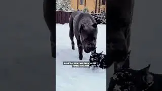 Snow Playtime: Black Dogs in Winter Wonderland